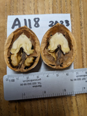 Image - A118.png
