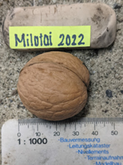 Image - Milotai_10.png